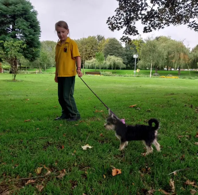 My child with a shorkie