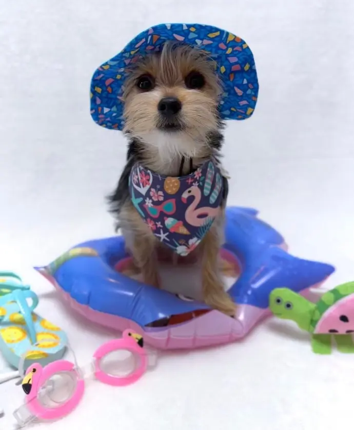 Chorkie cover