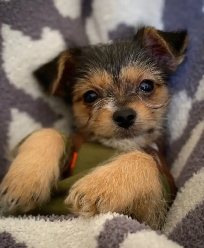 Sold Chorkie puppy GATSBY