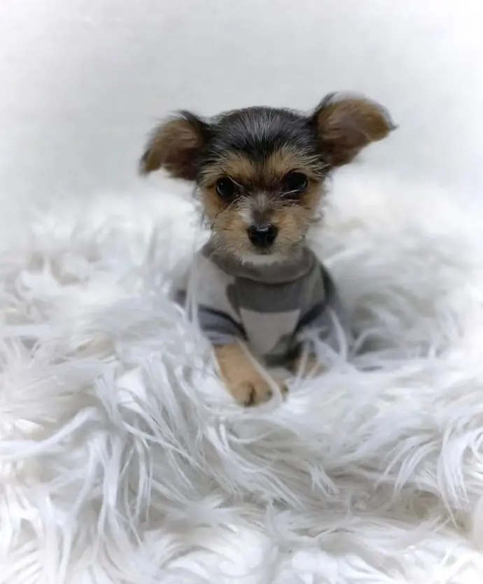 Sold Chorkie puppy BRUNO