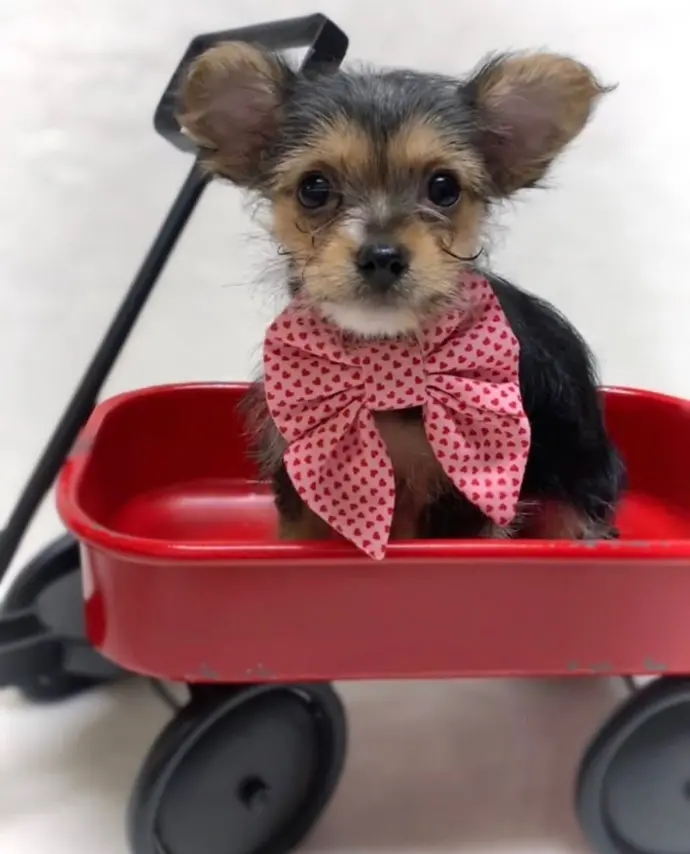 Sold Chorkie puppy ELSA