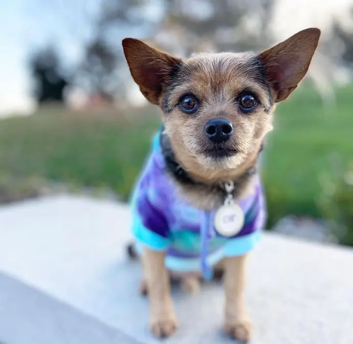 Sold Chorkie puppy AZURI