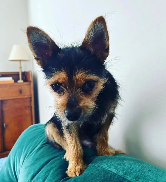 Sold Chorkie puppy IVY