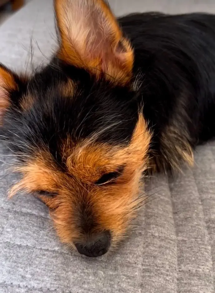 Sold Chorkie puppy PEARL