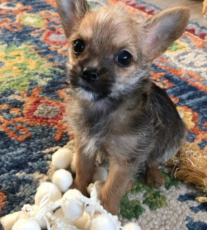 Sold Chorkie puppy GIMKO