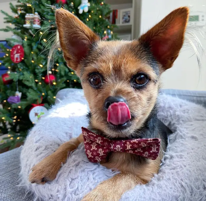Sold Chorkie puppy ARIES