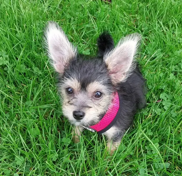 Sold Chorkie puppy delia