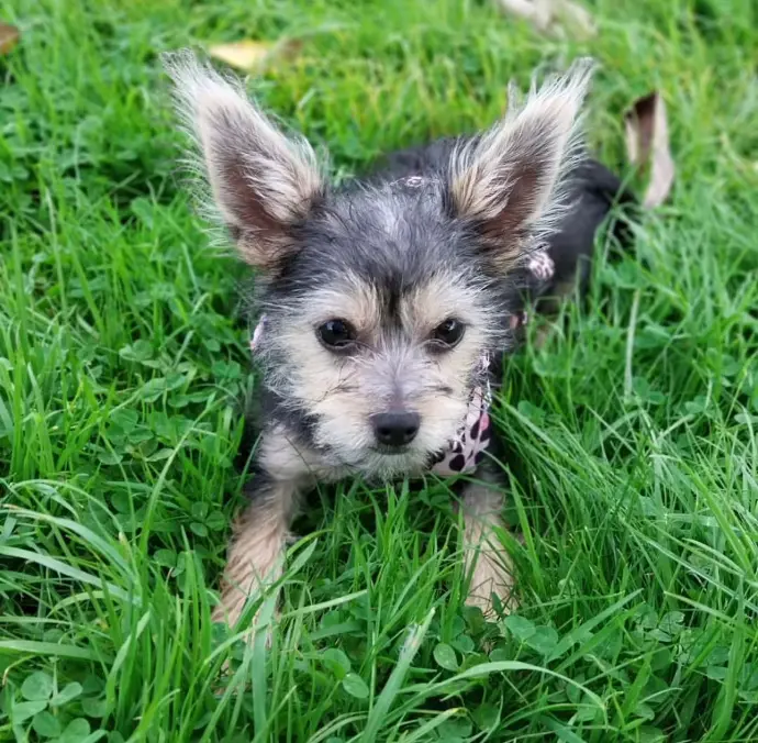 Sold Chorkie puppy SEAN