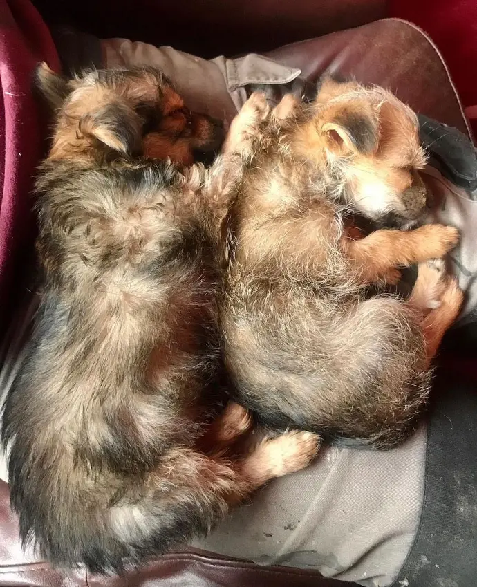 Sold Chorkie puppy ROLLO & NALA