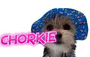 Chorkie Cattery
